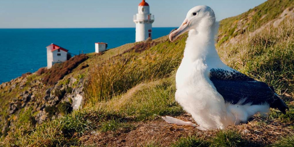 Royal Albatross (Dunedin)